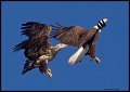 _4SB0599 bald eagles